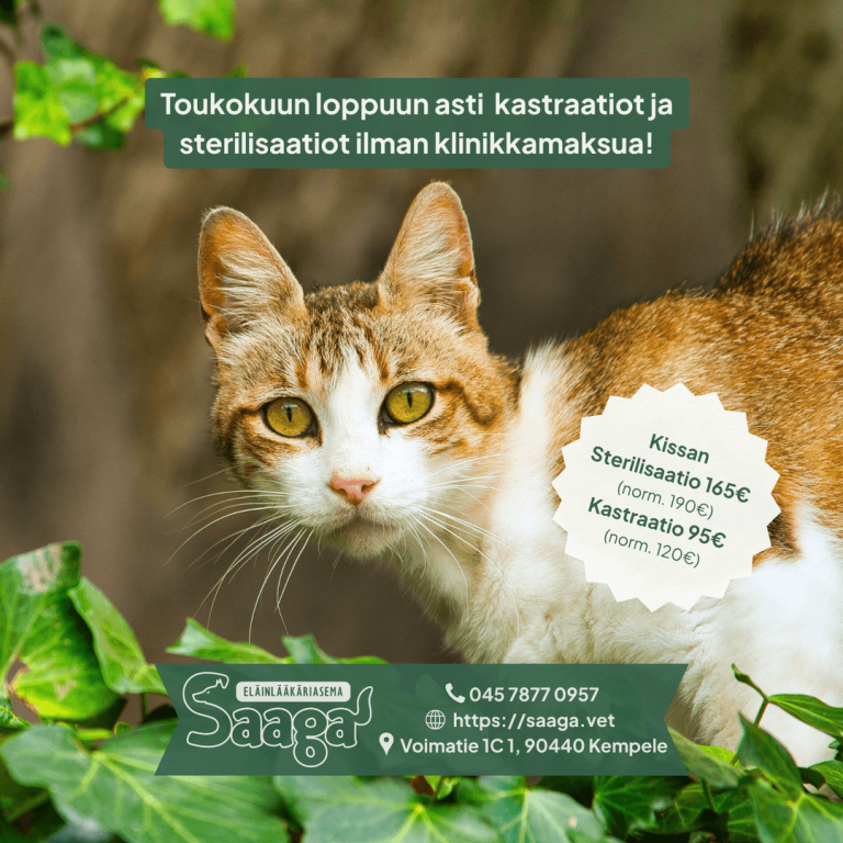 Eläinlääkäriasema Saaga Oy - Eläinlääkäripalvelut Kempele ja Oulu kuva leikkaustarjous