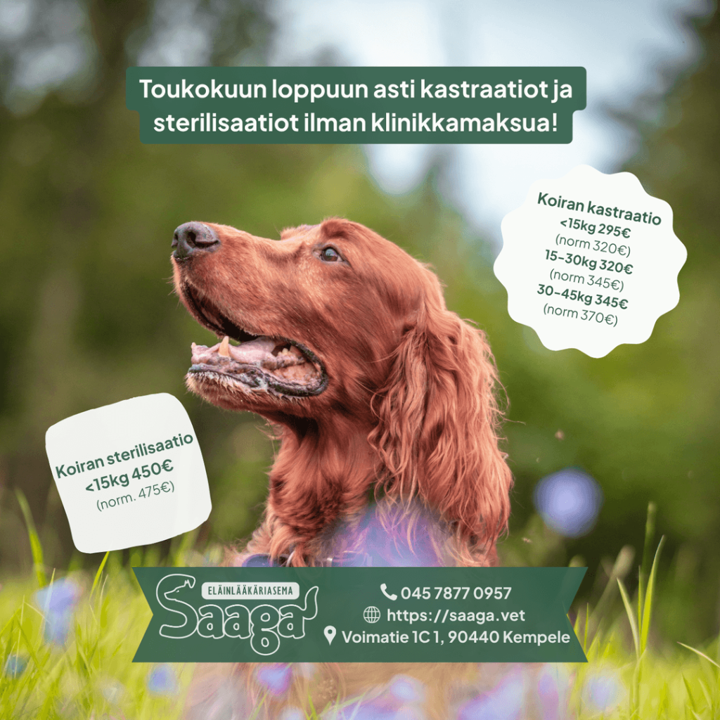 Eläinlääkäriasema Saaga Oy - Eläinlääkäripalvelut Kempele ja Oulu kuva leikkaustarjouksesta