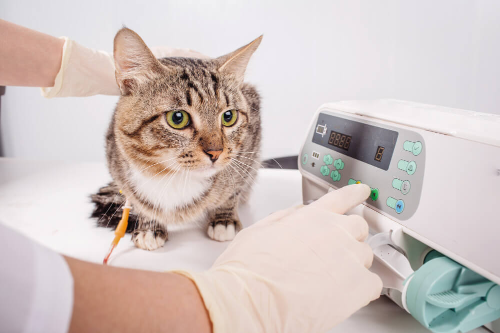 Eläinlääkäriasema Saaga Oy - Lemmikin akuuttihoito kuva