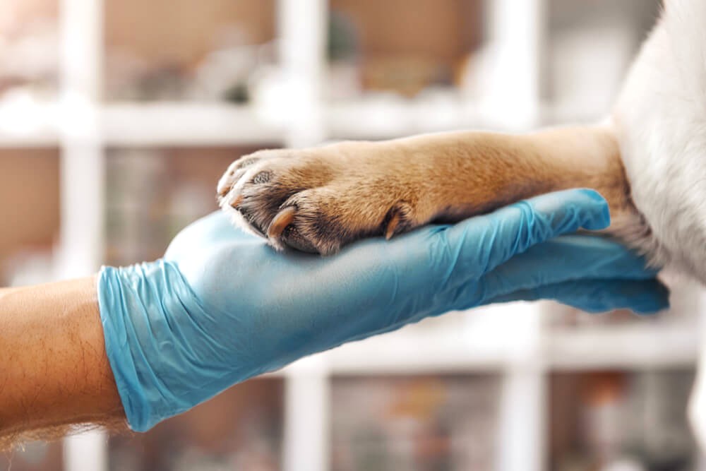 Eläinlääkäriasema Saaga Oy - Lemmikin eutanasia kuva