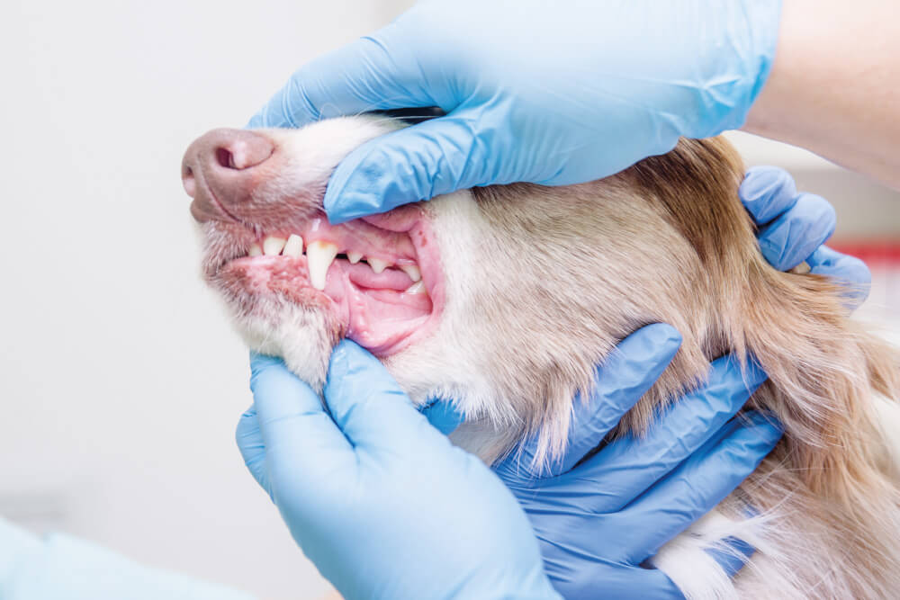 Eläinlääkäriasema Saaga Oy - Lemmikin hammashoito kuva